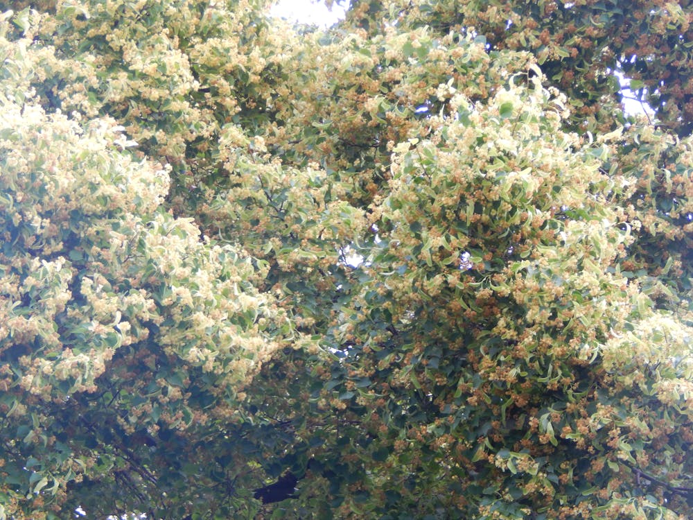 Un exemplu de placare ridicată