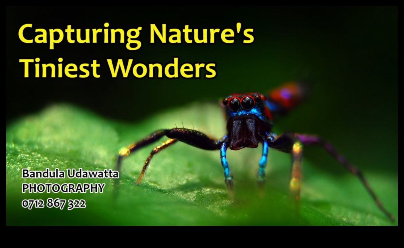 Macro Magic: Camere pentru captarea micilor detalii