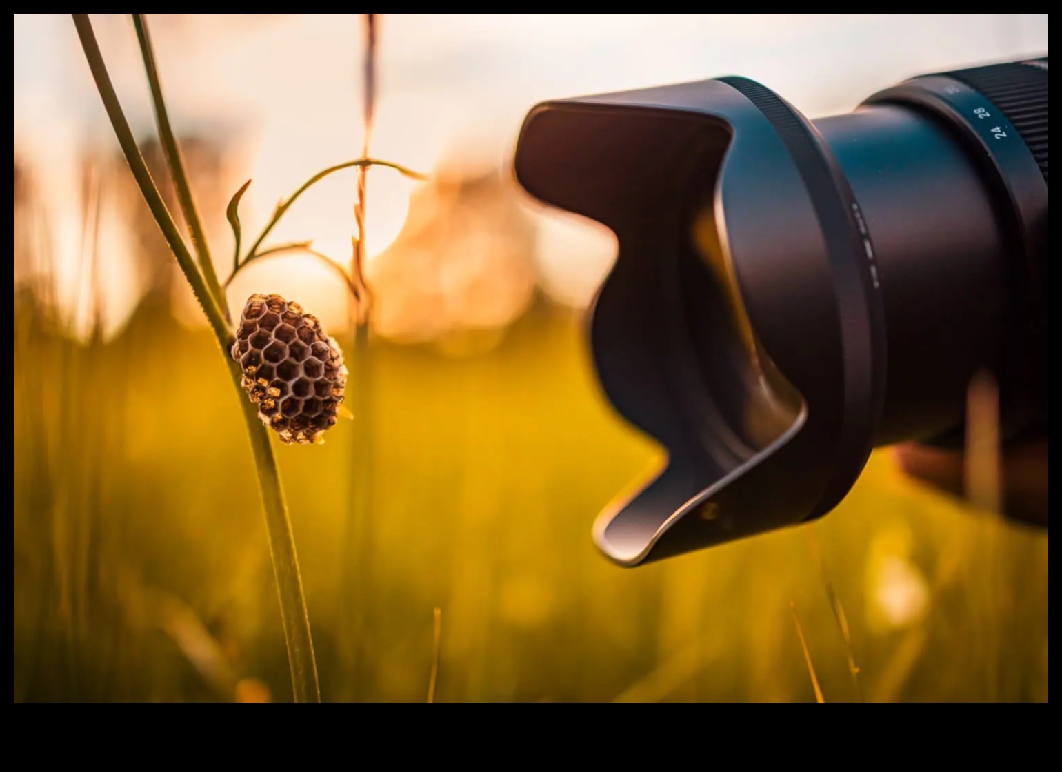 Macro Magic: Camere pentru captarea micilor detalii