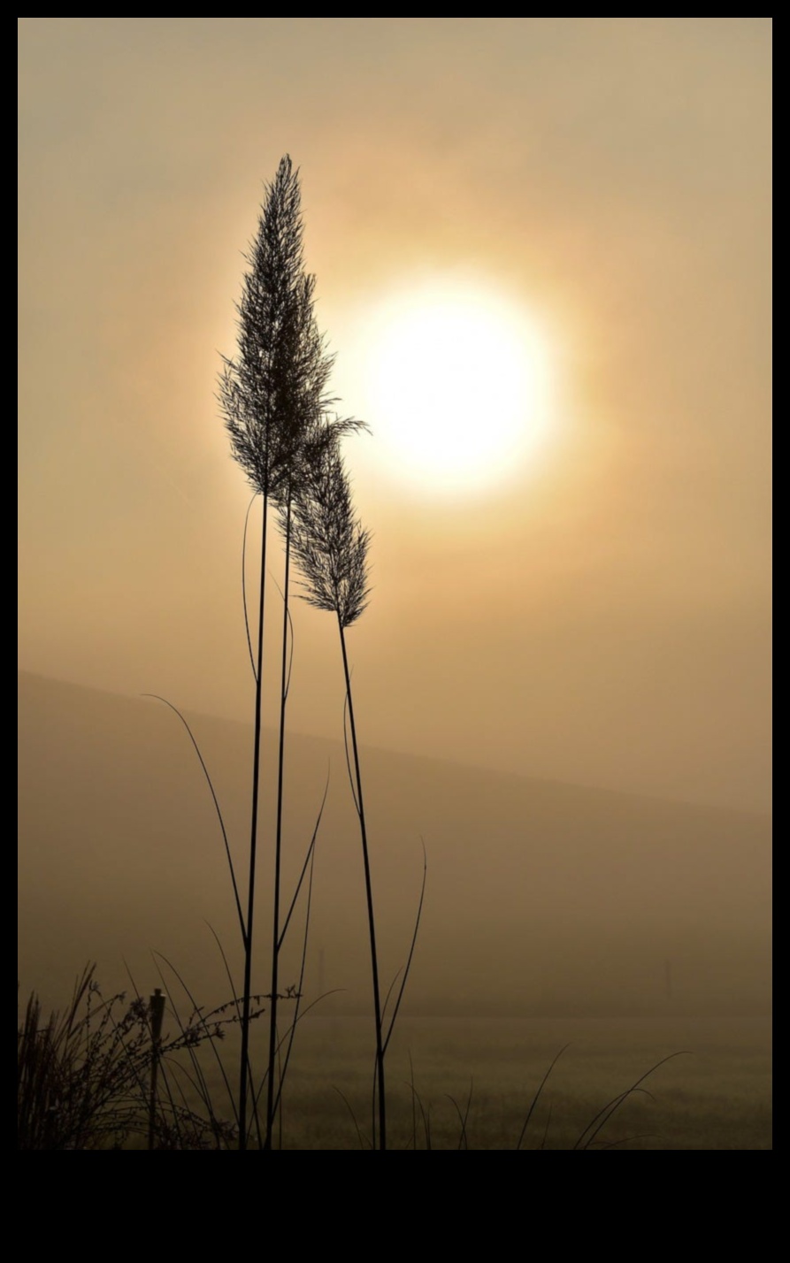 Sunrise Symphony Un mic dejun sănătos pentru a-ți începe ziua corect 2 Sunrise Symphony: Explorați arta micului dejun sănătos