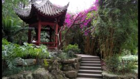 Bamboo Breezes Zenul grădinăritului nipon 5 Brize de bambus: secrete de grădinărit japonez