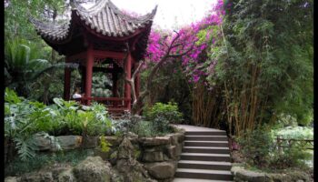 Brize de bambus: secrete de grădinărit japonez