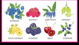 Berry Bonanza: O călătorie prin lumea dulce și suculentă a fructelor de pădure proaspete