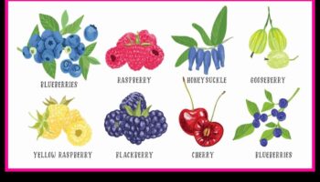 Berry Bonanza: O călătorie prin lumea dulce și suculentă a fructelor de pădure proaspete
