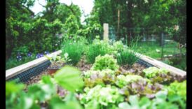 Oaza organică: cultivarea sănătății în sanctuarul din grădina dvs