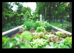 Oaza organică: cultivarea sănătății în sanctuarul din grădina dvs