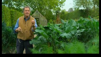 Tovarăși Verzi: Secretele unei armonii de succes în grădină